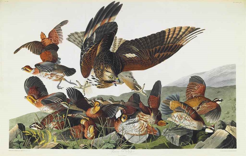 John James Audubon - The Birds of America 1827-1838