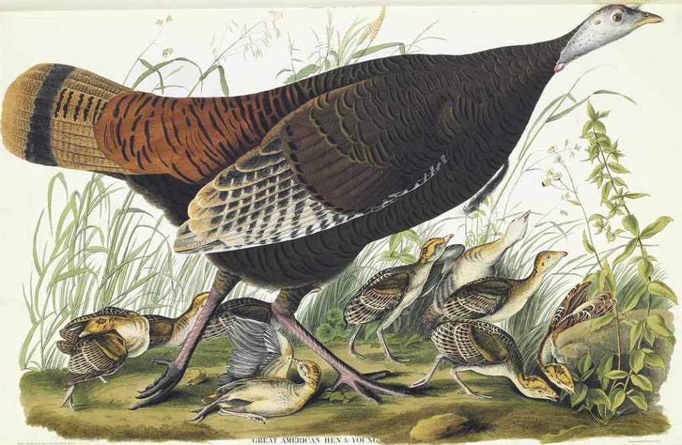 John James Audubon - The Birds of America 1827-1838